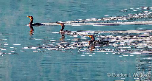 Three Cormorants Swimming_P1180641.jpg - Double-crested Cormorants (Phalacrocorax auritus) photographed along the Rideau Canal Waterway near Merrickville, Ontario, Canada.